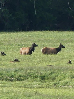 Elk at Theodosia Inlet
