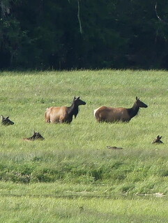 Elk at Theodosia Inlet