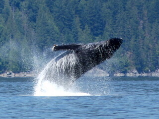 Humpback breaching