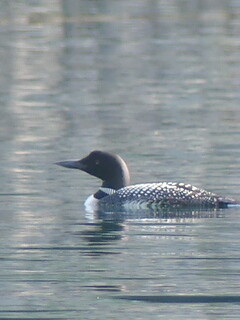 Common loon