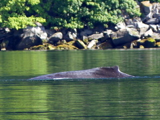 Humpback in Frances Bay