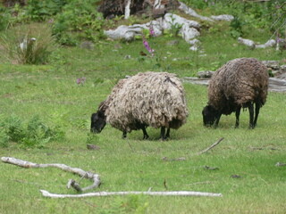 Feral sheep, Lasqueti Island
