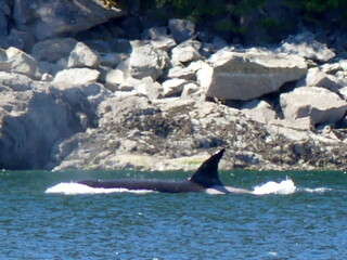 Orca, Drury Inlet