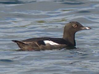 Pigeon guillemot