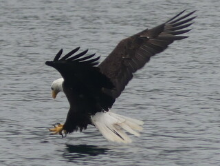 Bald eagle
