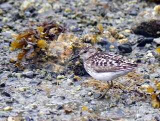 Sandpiper, Drury Inlet