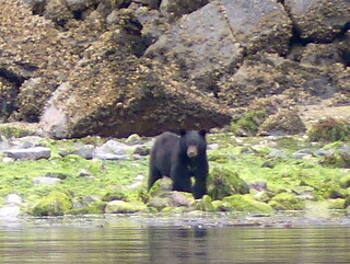 Black bear, Drury Inlet
