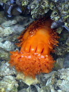 Anemone
