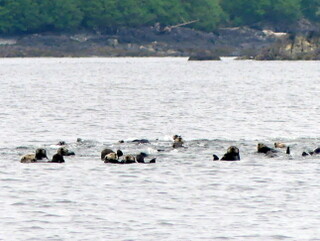 Raft of sea otters