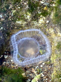 Jellyfish