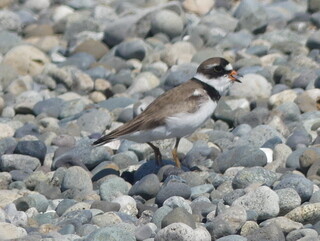 Semipalmated plover