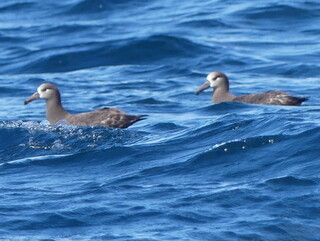 Black-footed albatrosses